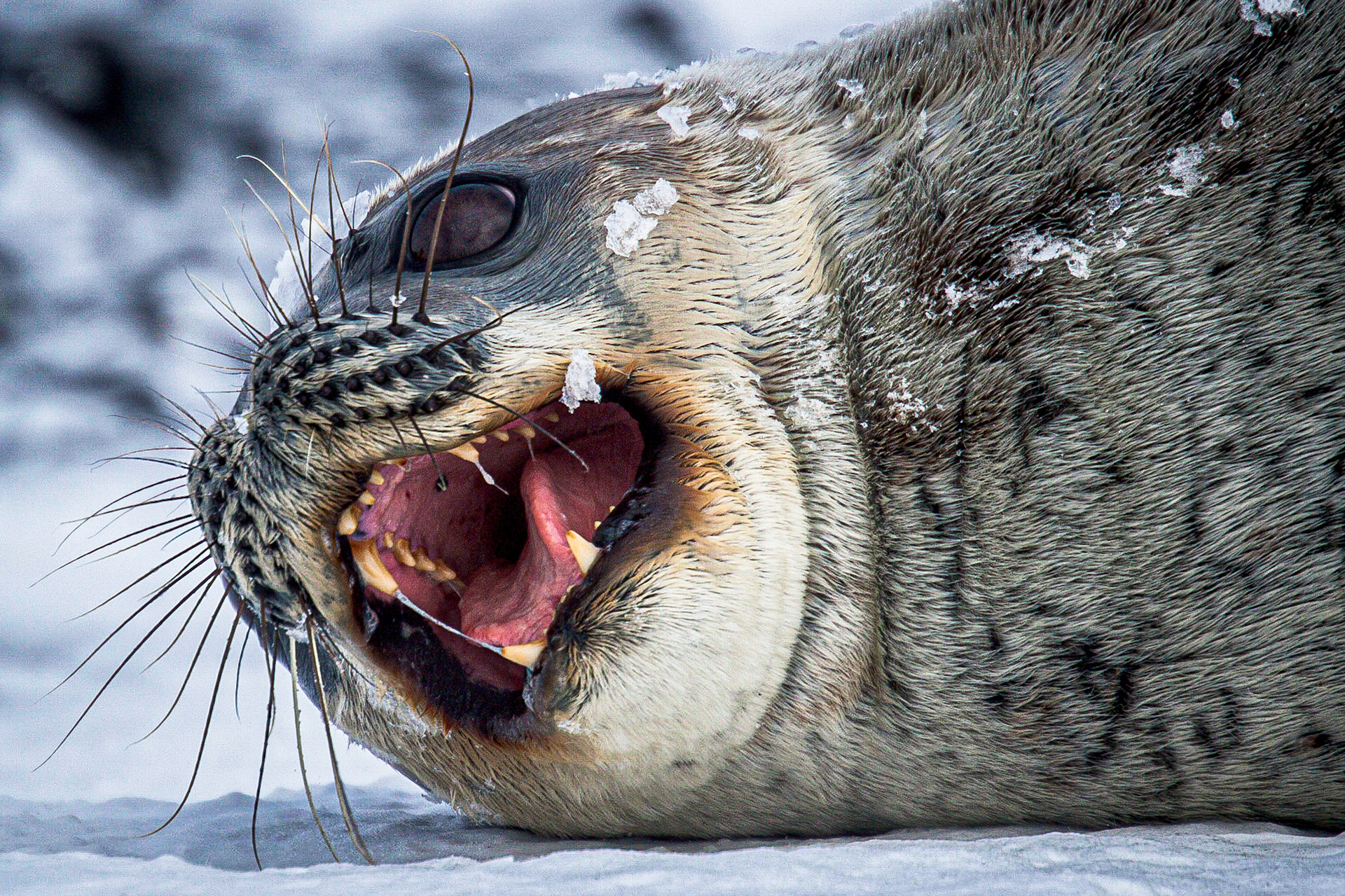December 23, 2019Waddell seal yawning in the Gerlache Strait, Antarctica. Like dogs, seals tend to yawn when they get nervous as this fellow did because he was surrounded by photographers firing their shutters like paparazzi surrounding a celebrity. Shortly after, he took off into the water to escape.