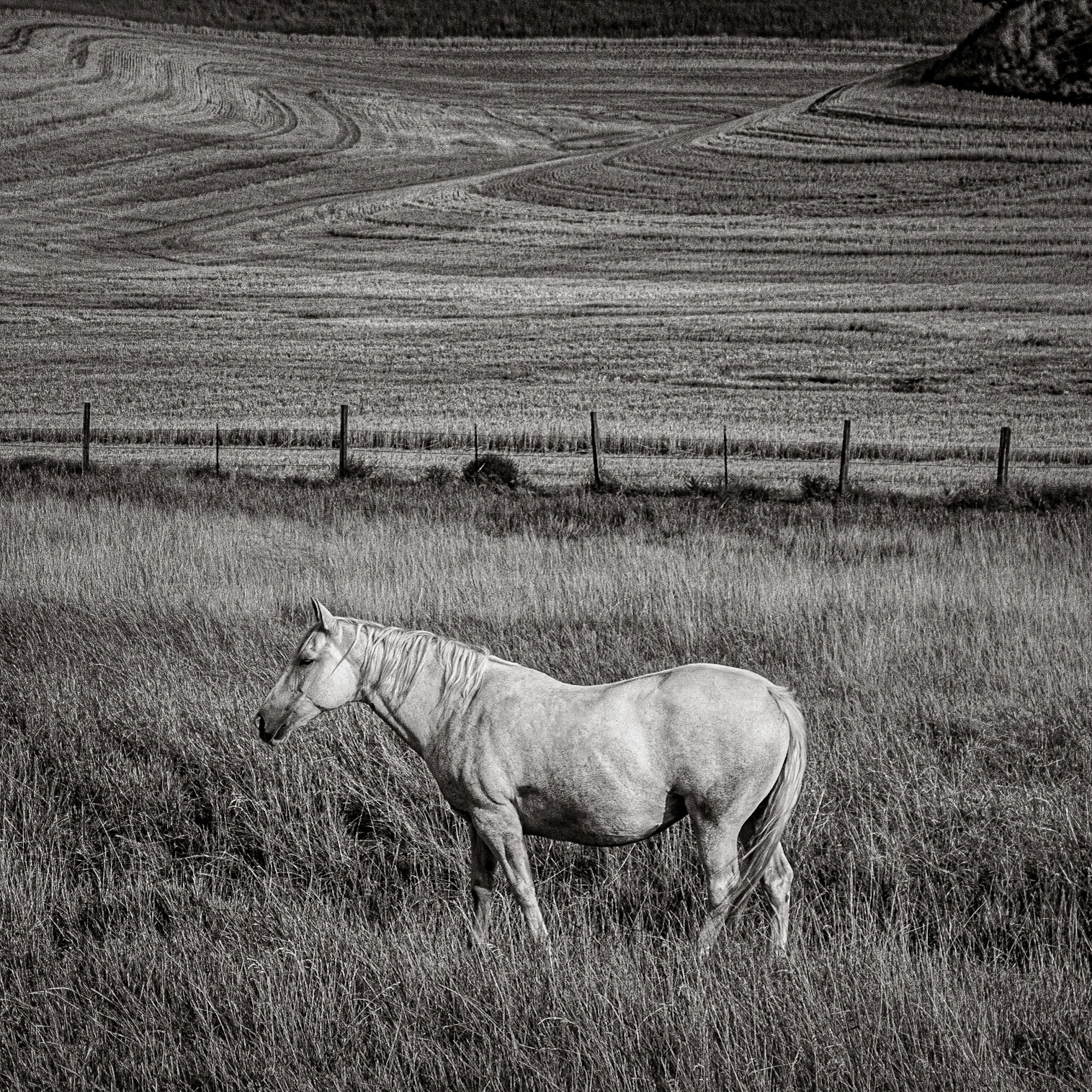 March 30, 2020A white horse in a Palouse field, Washington State.