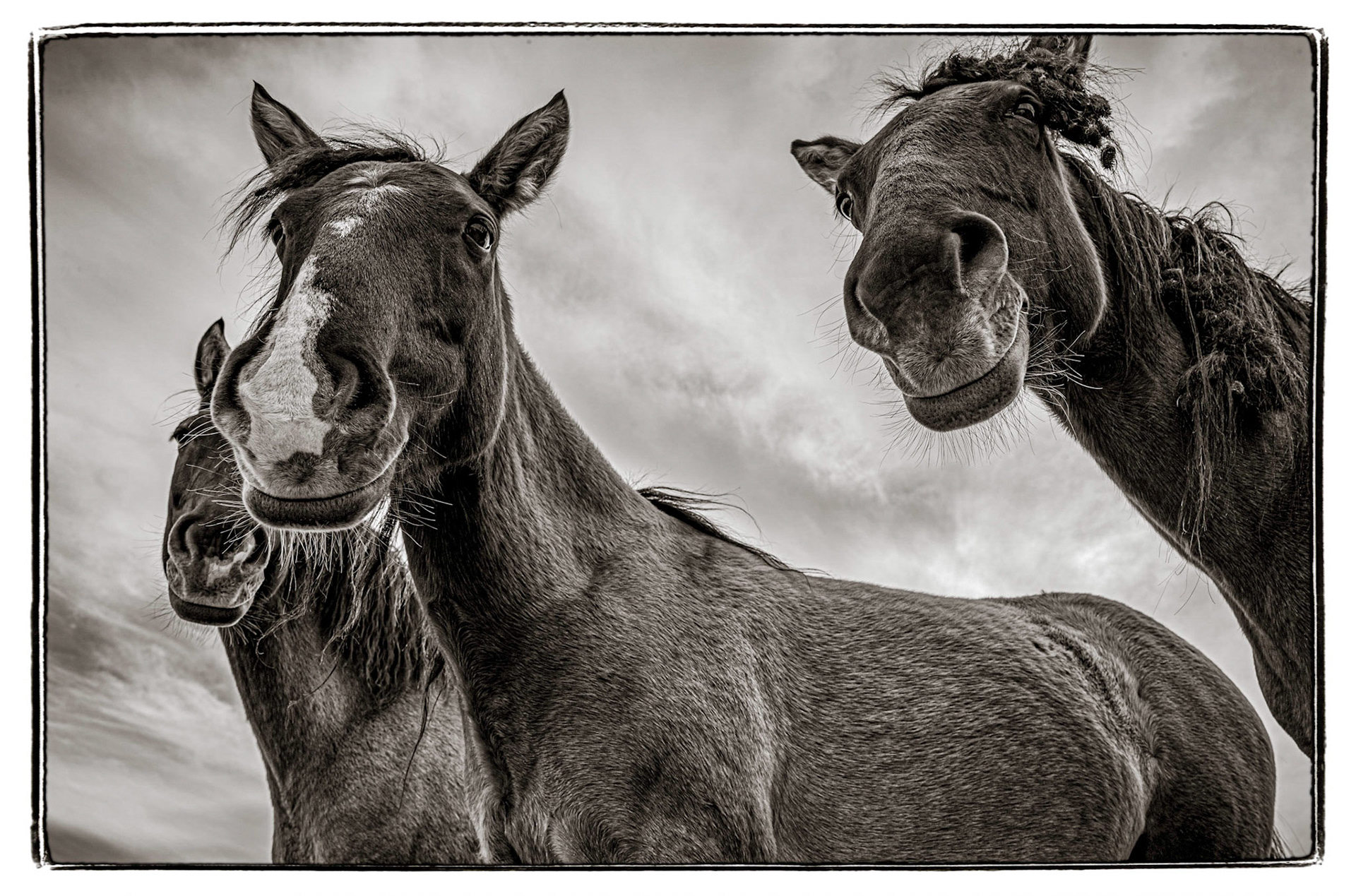 June 25, 2020Wild mustangs check me out while visiting the Black Hills Wild Horse Sanctuary just outside of Hot Springs, South Dakota. The sanctuary was started by Dayton O. Hyde in 1988 to have a place for wild horses that might otherwise be culled on Federal land out West. The sanctuary has about 12,000 acres and 2000 acres leased from the Oglala Sioux Tribe. The land straddles a stretch of the Cheyenne River. The goal of saving the American Wild Mustang also includes the preservation of endangered wild horse bloodlines of the resident mustang bands. This includes the Spanish, Choctaw Indian, Curly and American Mustangs. The sanctuary is home to over 500 horses. Sadly, it seems that sanctuary is now closed to the public due to the Covid-19 pandemic. When I visited a couple of years ago with my daughter (who loves horses) we got to take the "pro photo tour" and drive around that back pasture to see the mustangs up close. Hopefully when things settle down, they will reopen for tours.