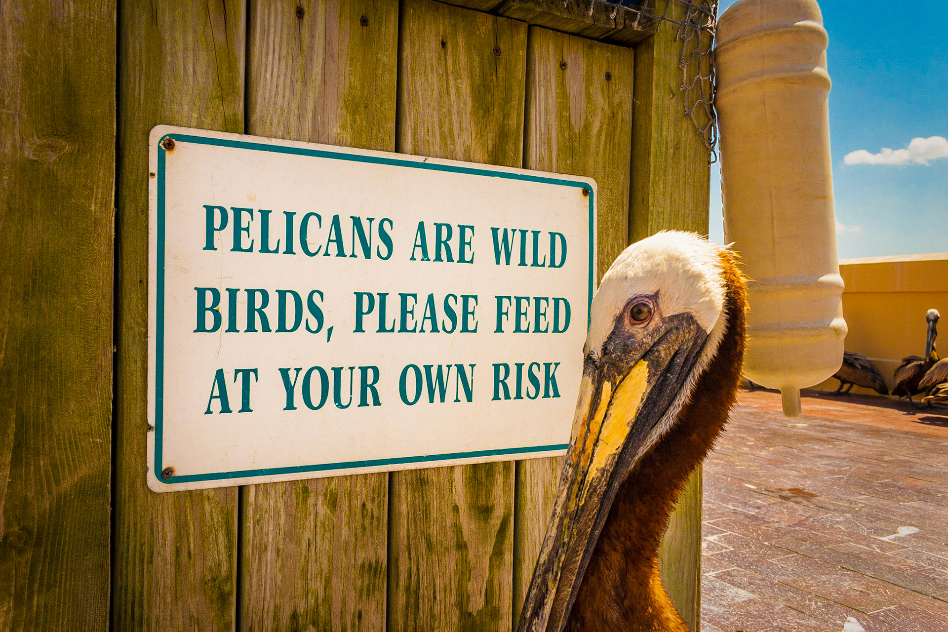 May 16, 2019Pelican begging food at the St. Petersburg Pier in St. Petersburg, Florida.