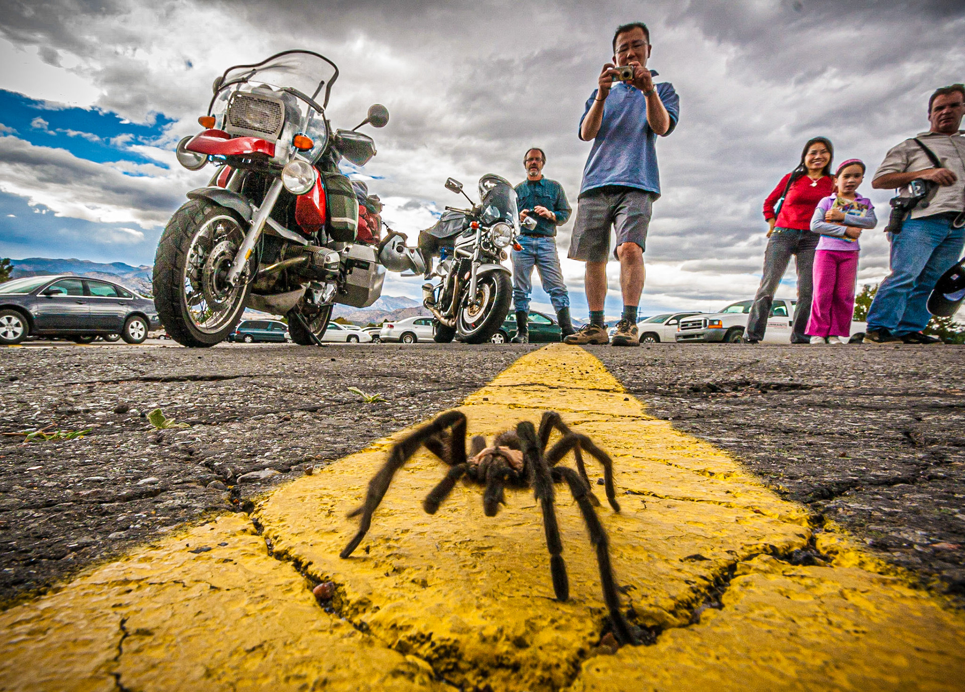 January 29, 2020Tourists stalking a tarantula in the parking lot of the Royal Gorge Bridge park just outside Cañon City, CO.Yeah, ok, I was stalking him too...