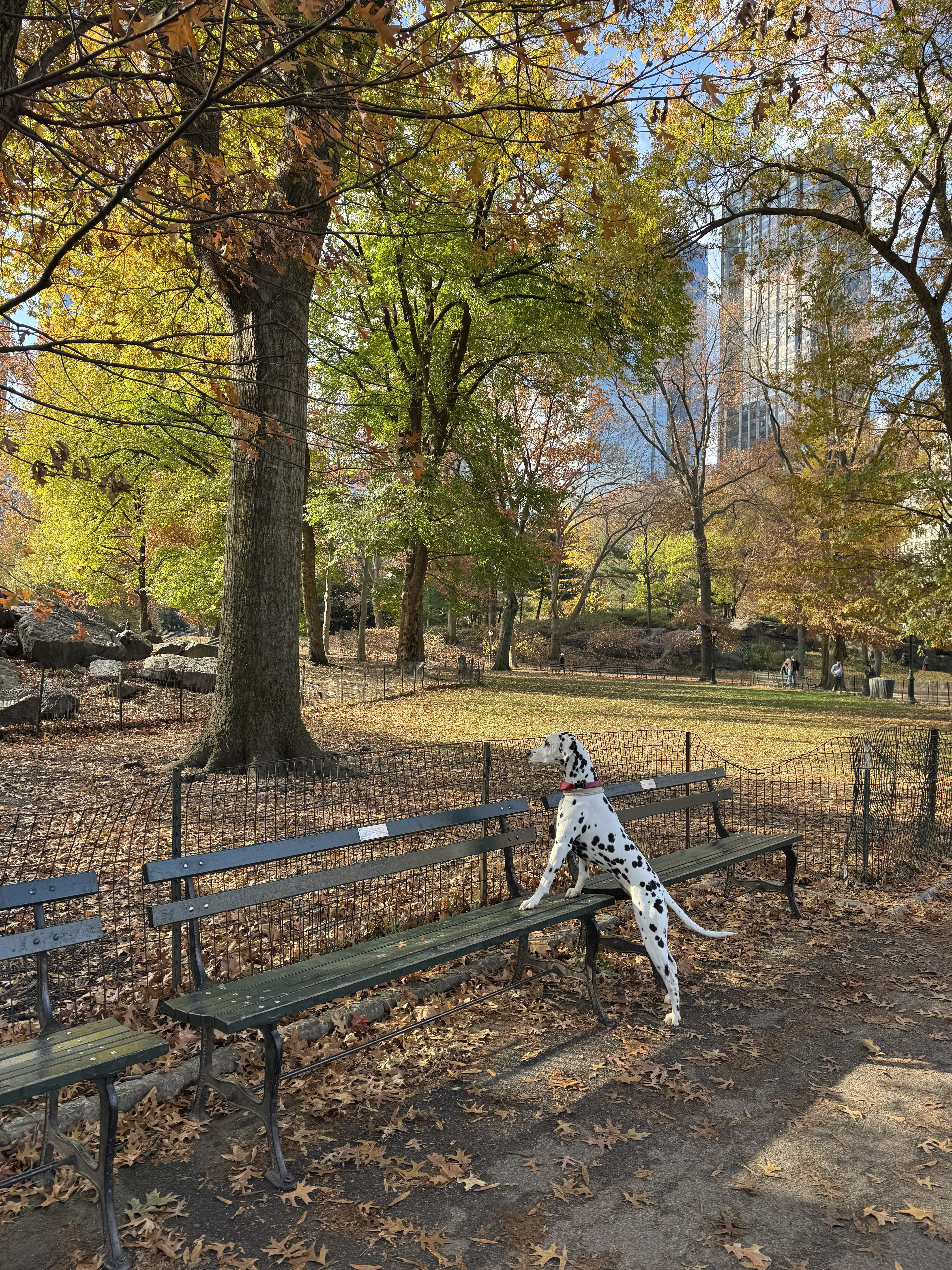 Dog in Central Park