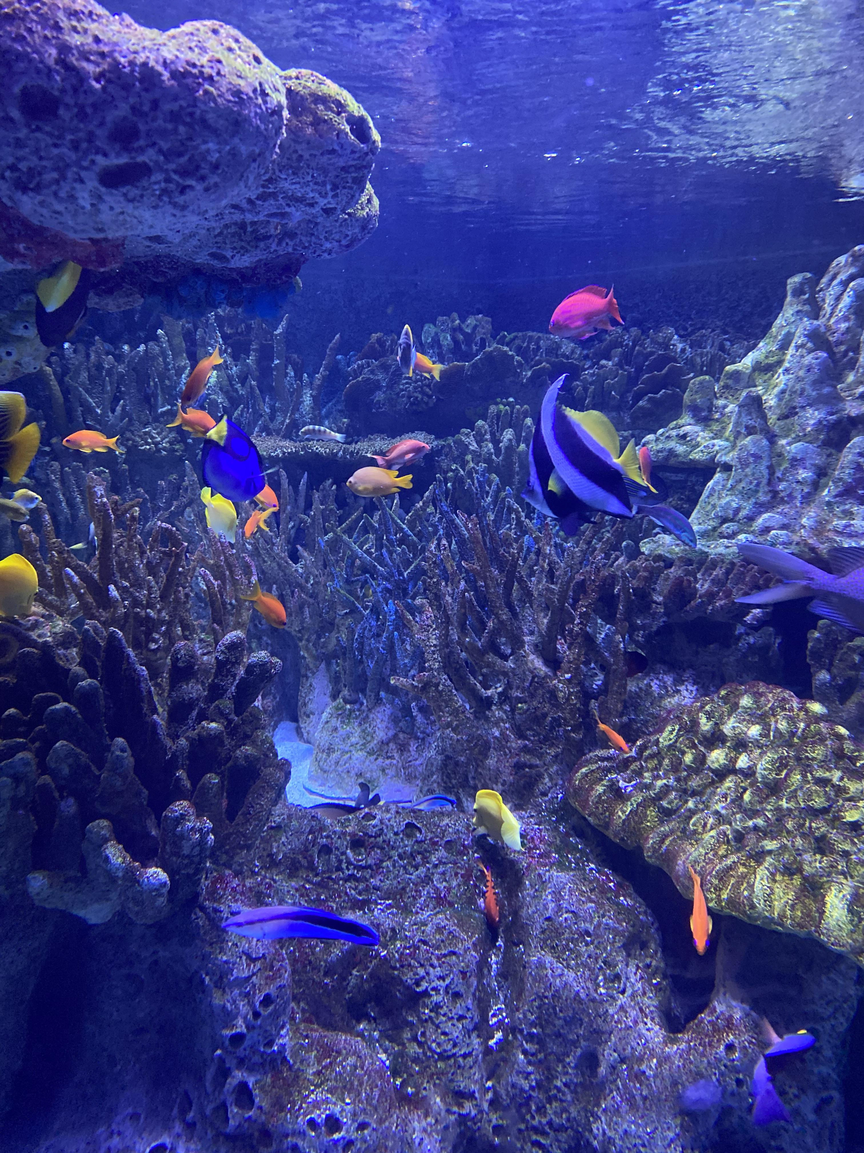 Fish in Boston Aquarium