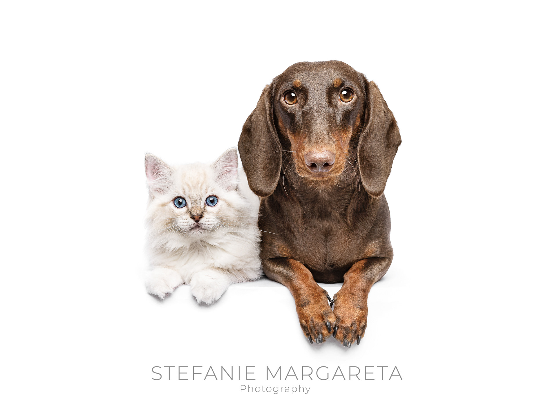 Best friends blue tabby mitted Ragdoll kitten and chocolate and tan smooth dachshund lying down on white photo studio background photoshoot by fine art pet photographer Stefanie Margareta photography offering bespoke pet photo shoots of dogs, cats and small animals in Blackpool, St Annes and Lytham and the northwest of England