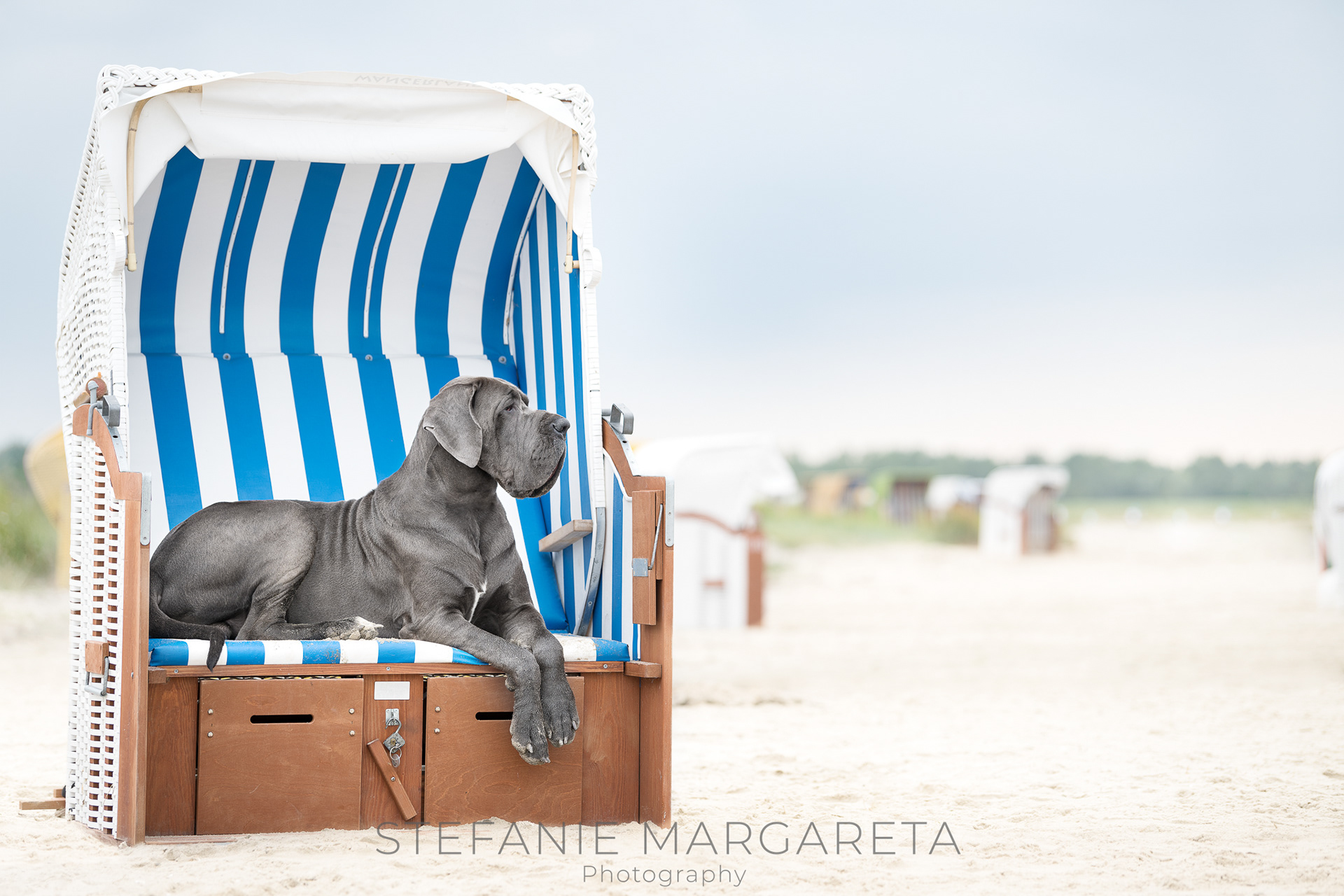 Blue Great Dane lying down in wicker beach chair on beach outdoor dog portrait by fine art pet photographer Stefanie Margareta photography offering bespoke photo shoots of dogs, cats and small animals in Blackpool, Lytham and St Annes , Lancashire and Northwest of England
