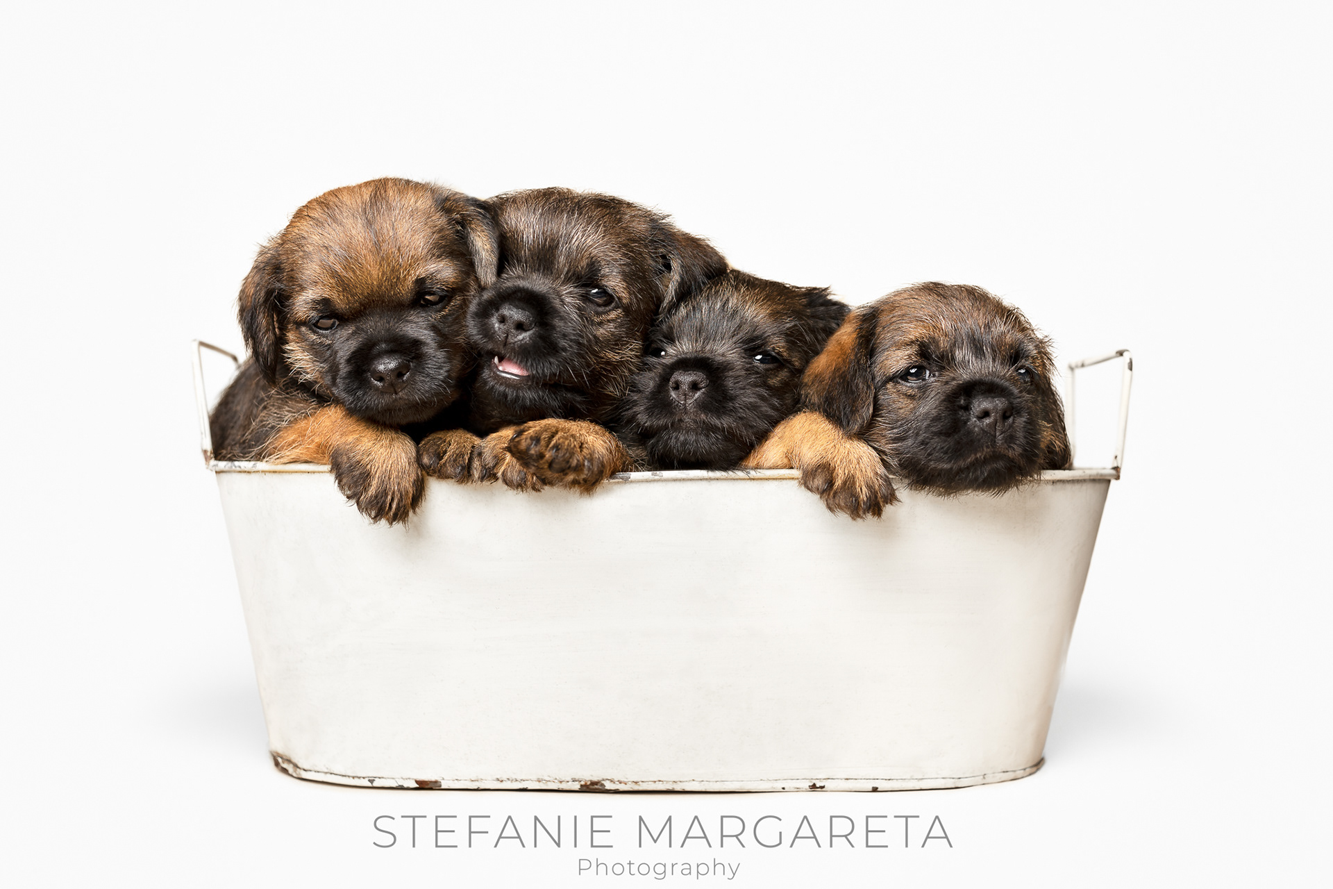Brown border terrier puppy with blue bow tie portrait on white photo studio background by fine art pet photographer Stefanie Margareta photography offering bespoke portraits of dogs, cats and small animals in Blackpool, Lancashire and Northwest of England