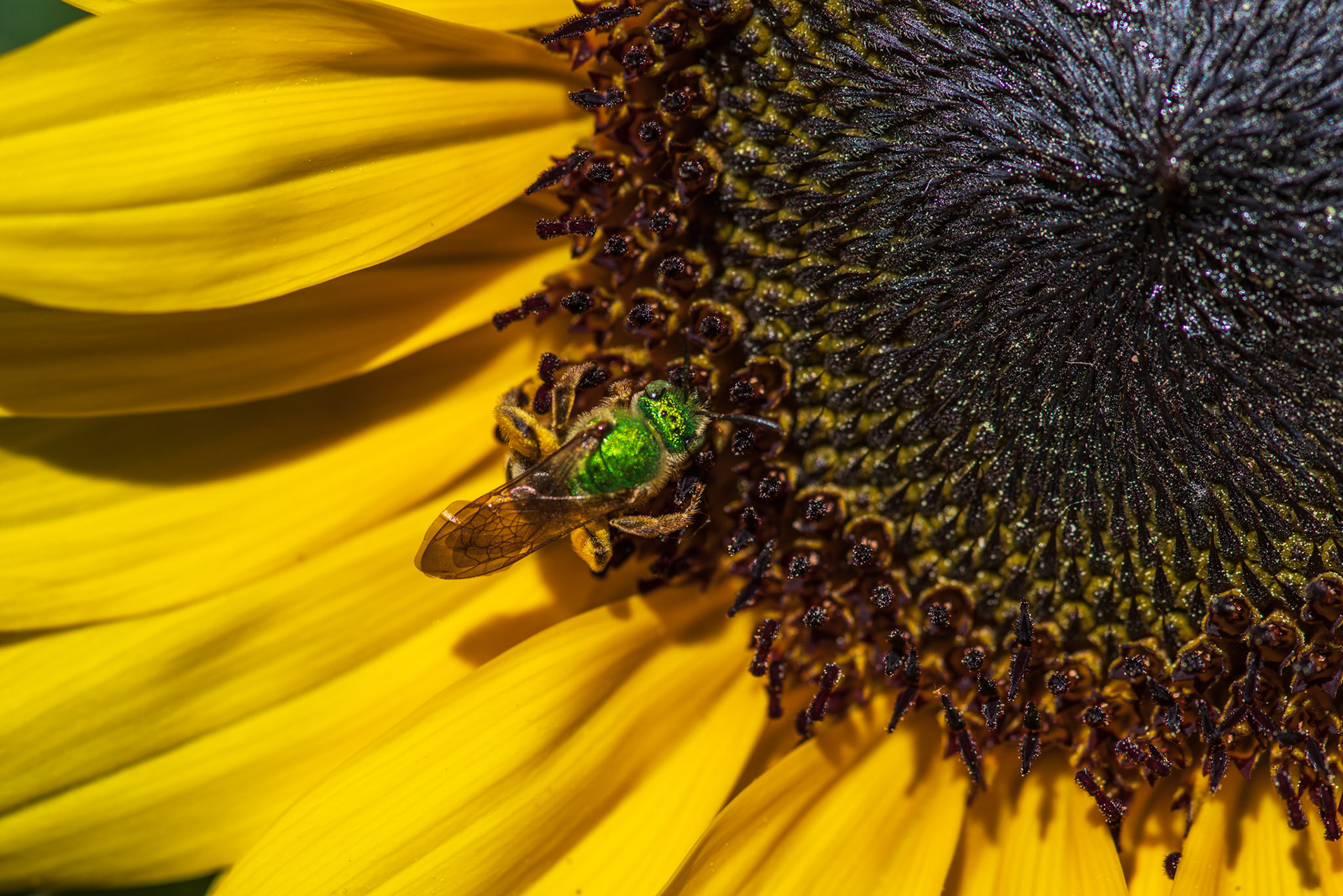 Sunflower Bee