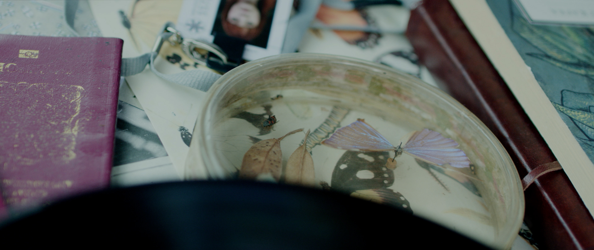 Screenshot from Lepidopterist. Photo credit: Will Price