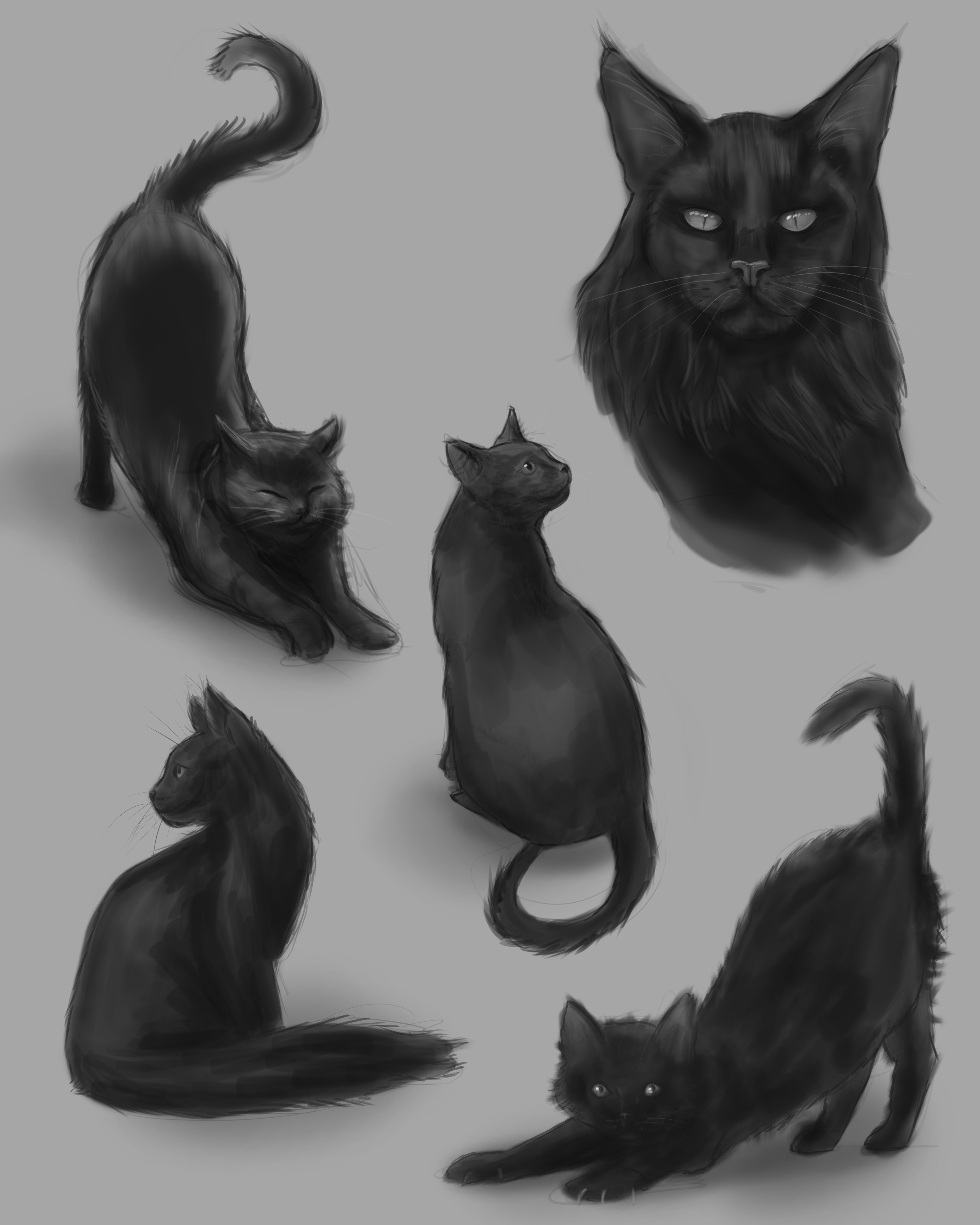 Cat Studies, 2024