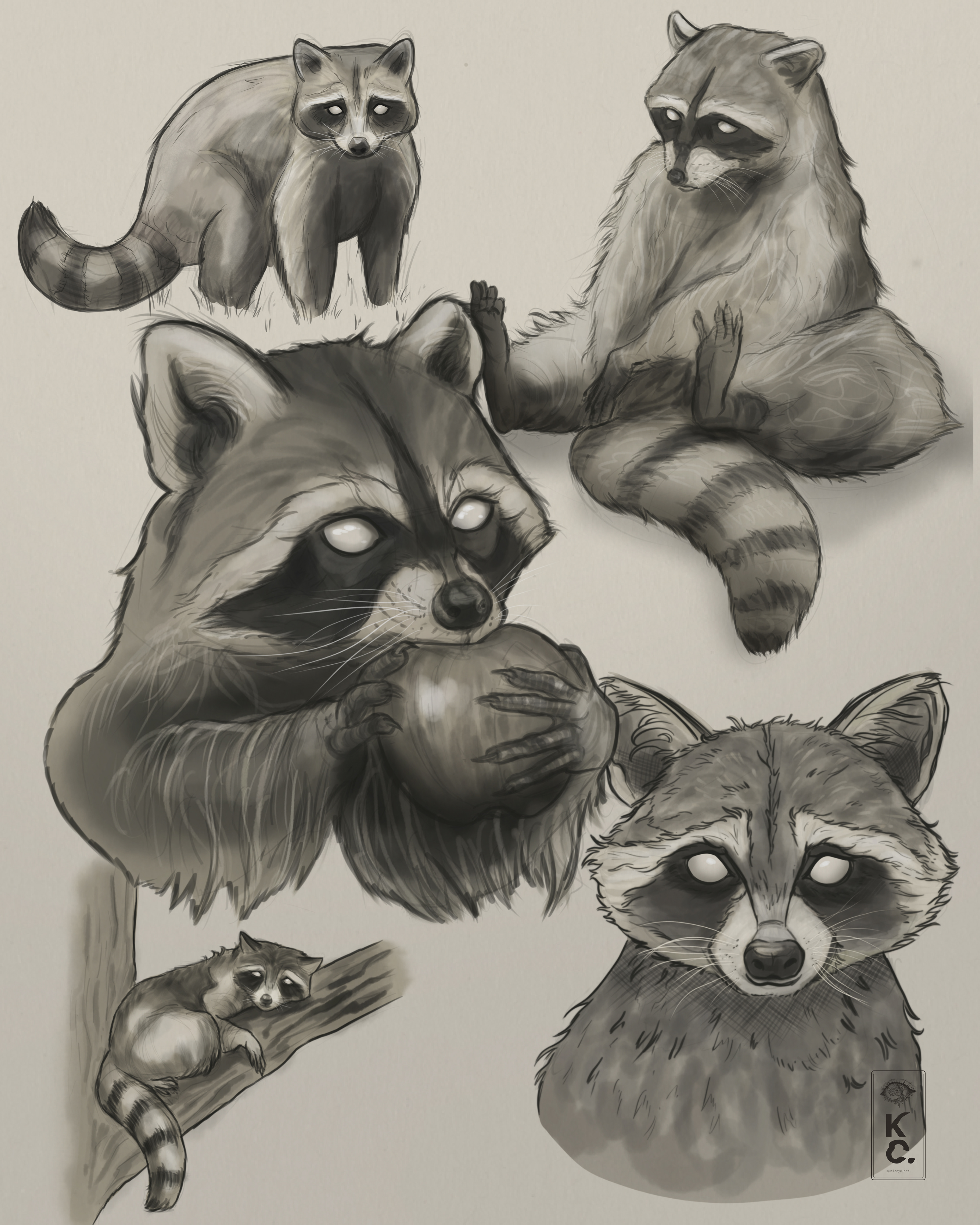 Racoon Studies, 2025