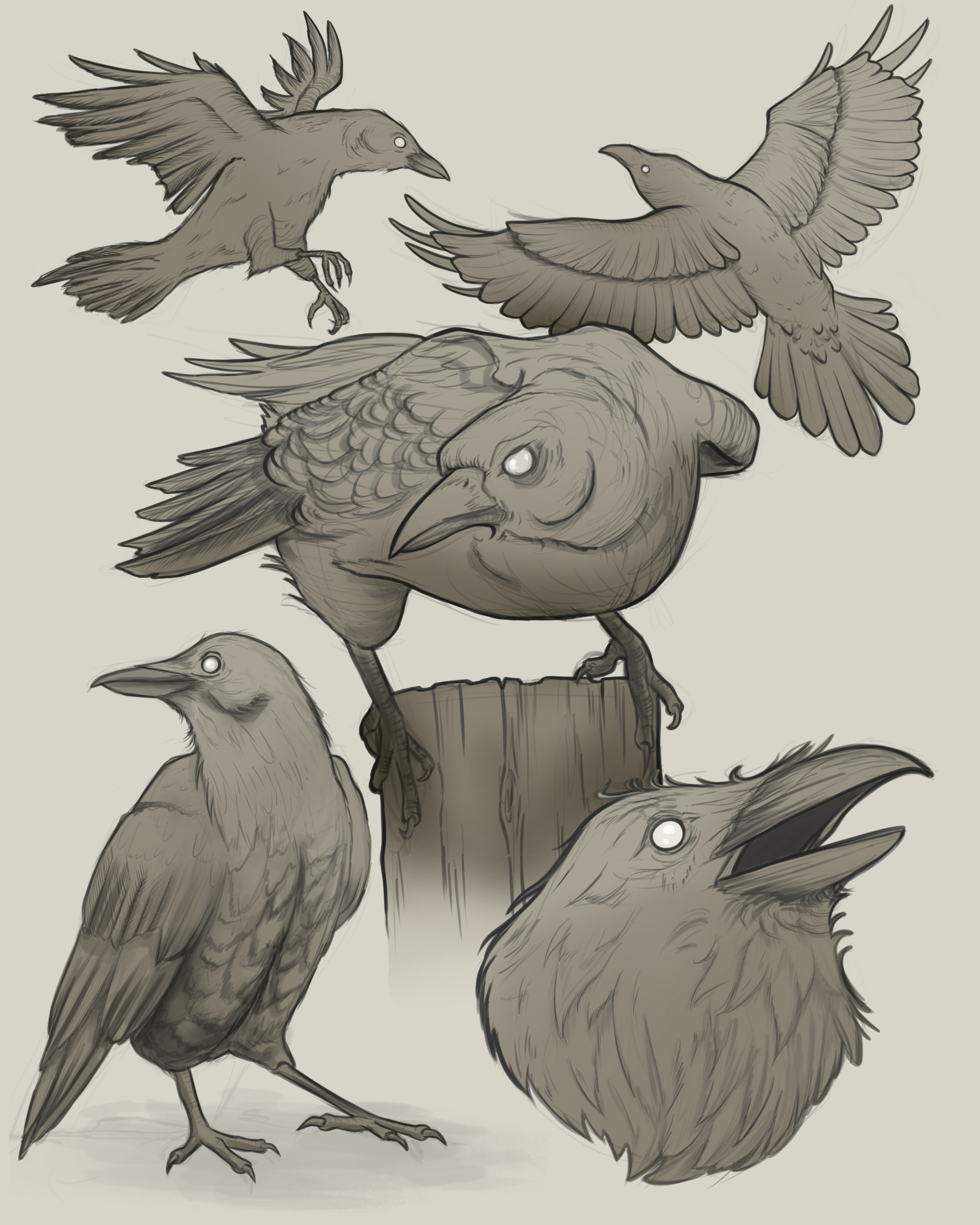 Raven Studies, 2024