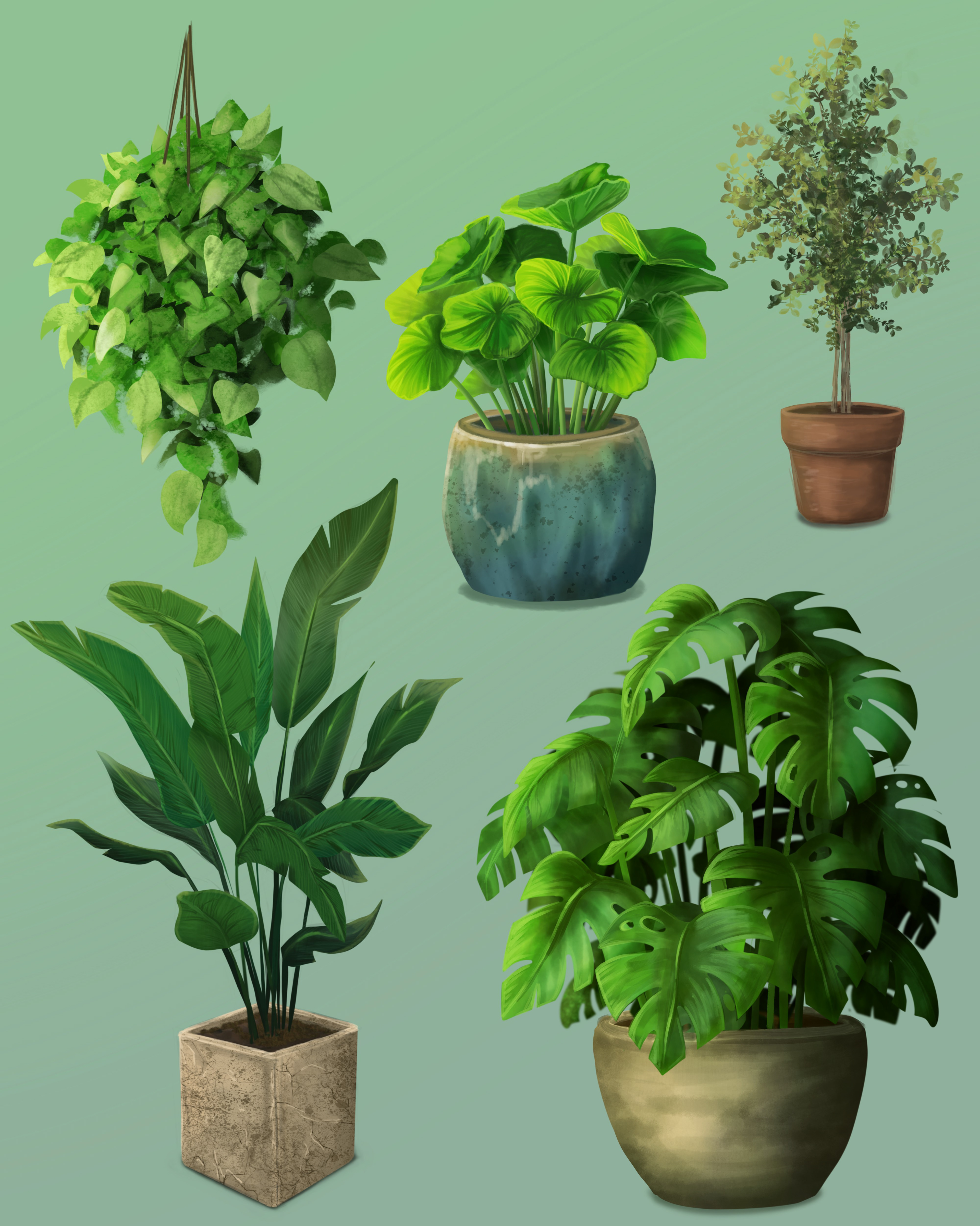 House Plant Studies, 2024