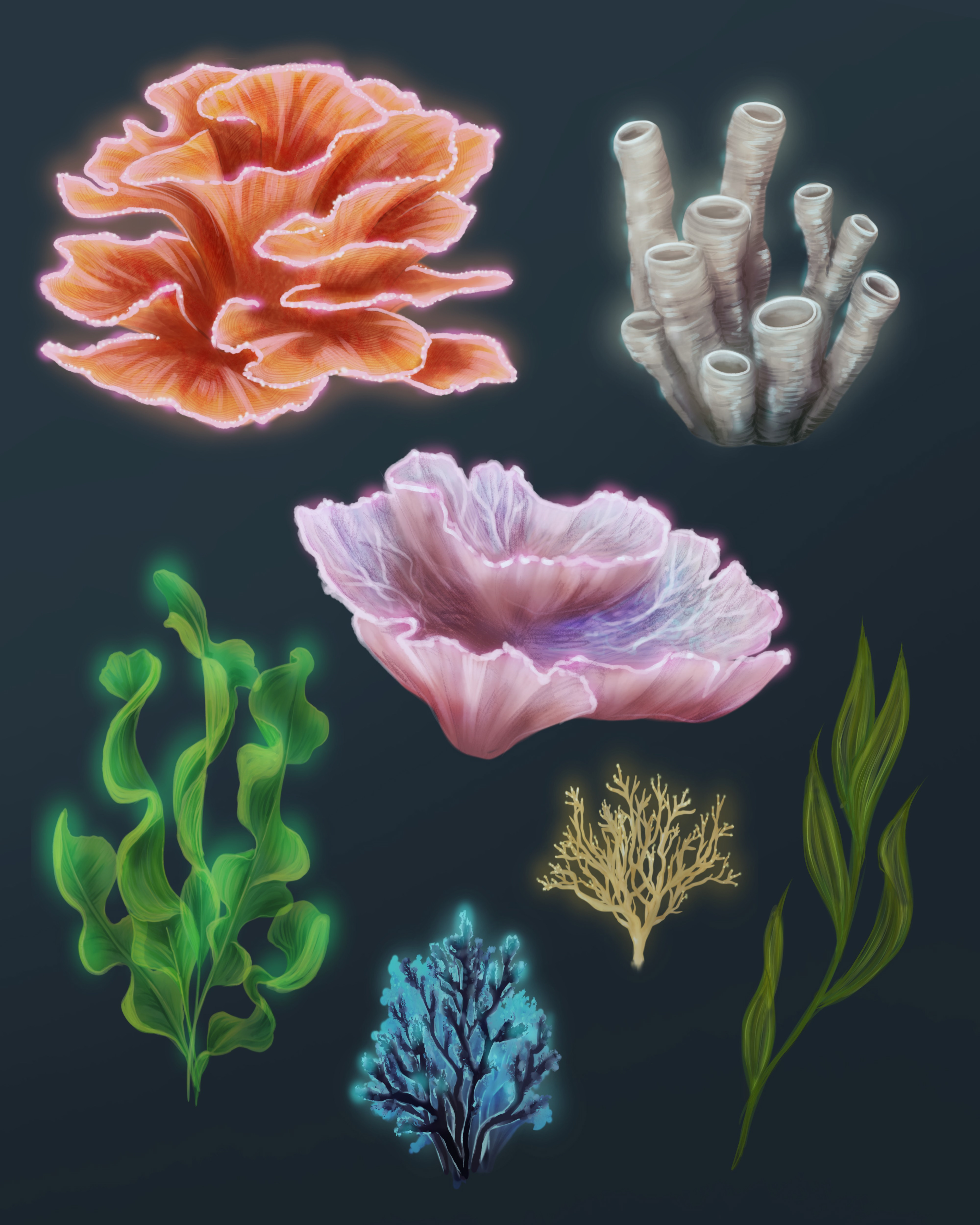Coral Studies, 2024