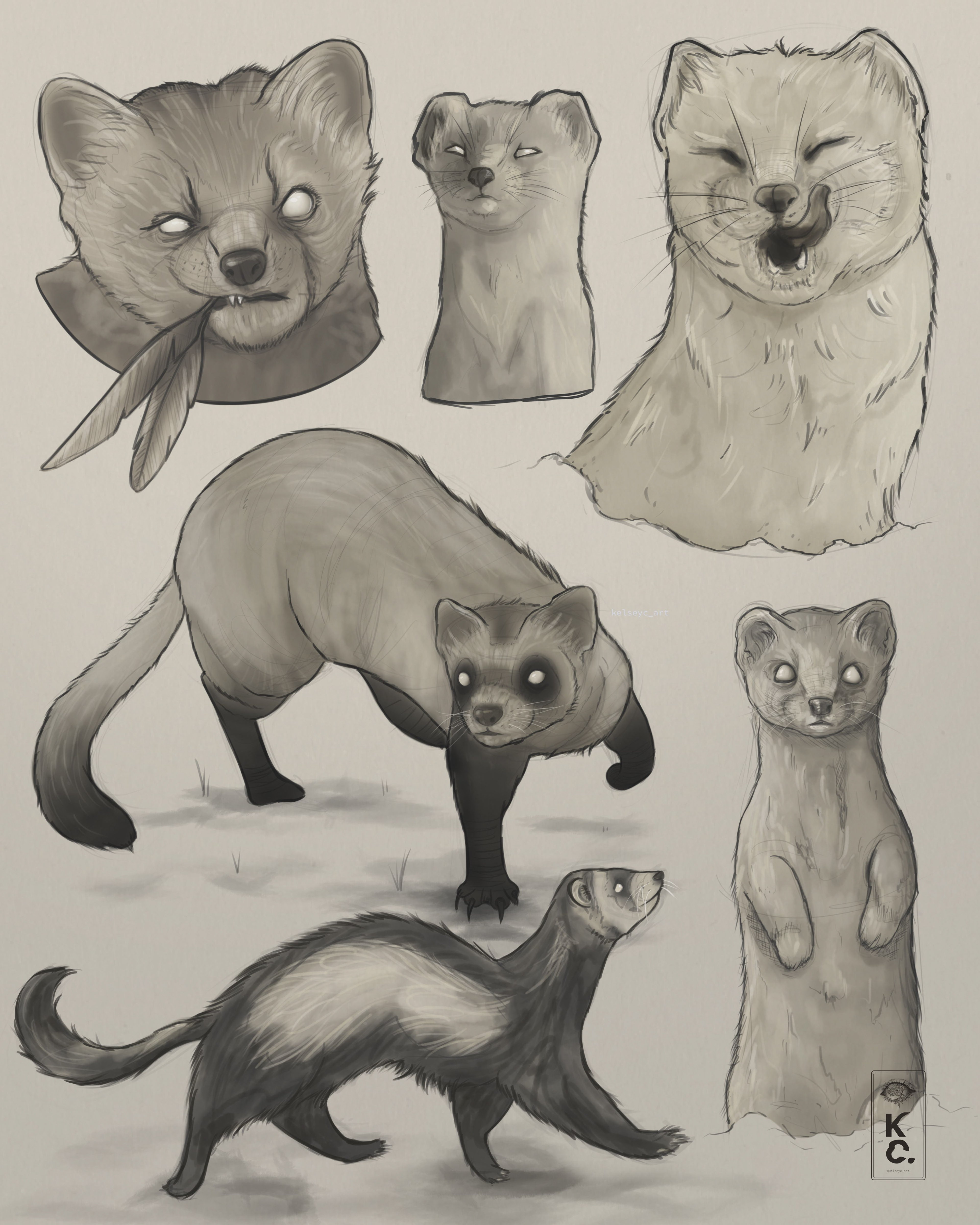 Ferret Studies, 2025