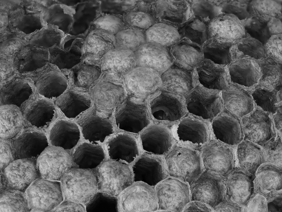 Honeycomb