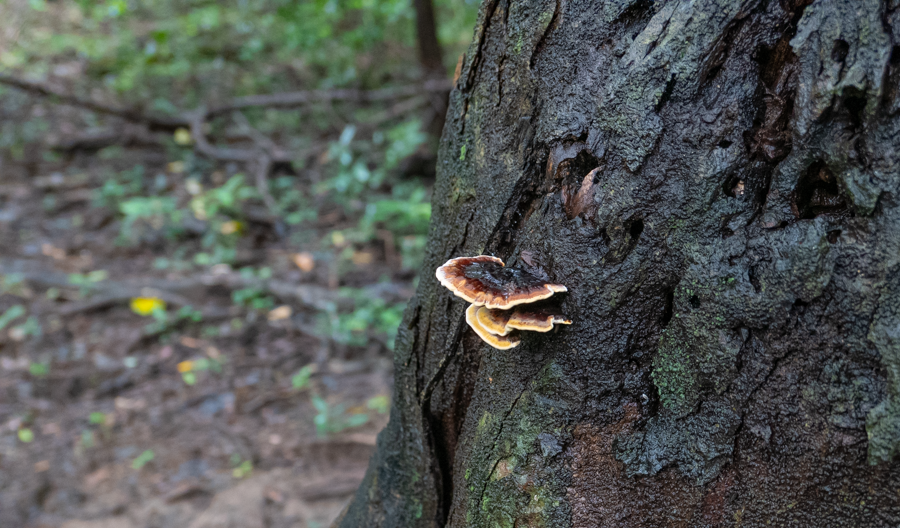 Red Banded Polypore - Parque Nacional Rincón de la Vieja, Costa Rica