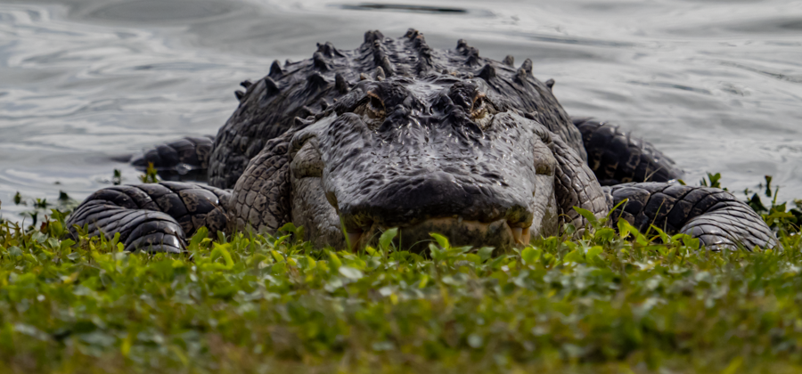 American Alligator - The Villages, Florida