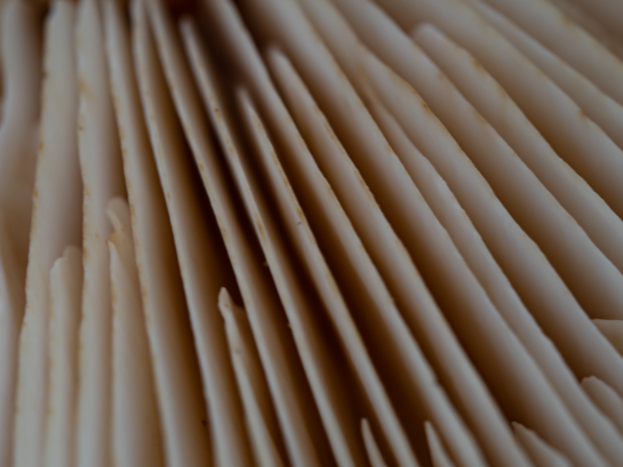 Ribbed