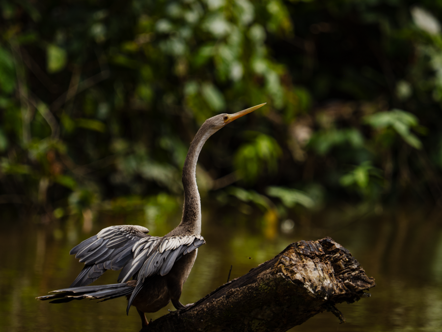 Ahinga - Amazon Basin, Ecuador