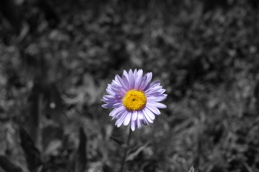 Rocky Mountain Silver Fleabane - Nederland, Colorado