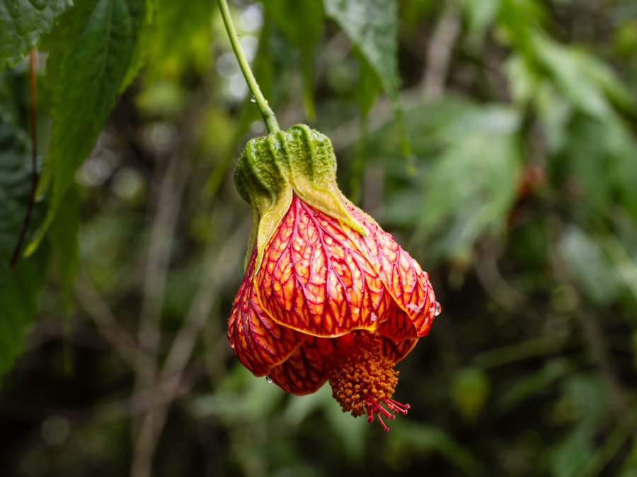 Chinese Bell Lantern Flower - Otavalo, Ecuador