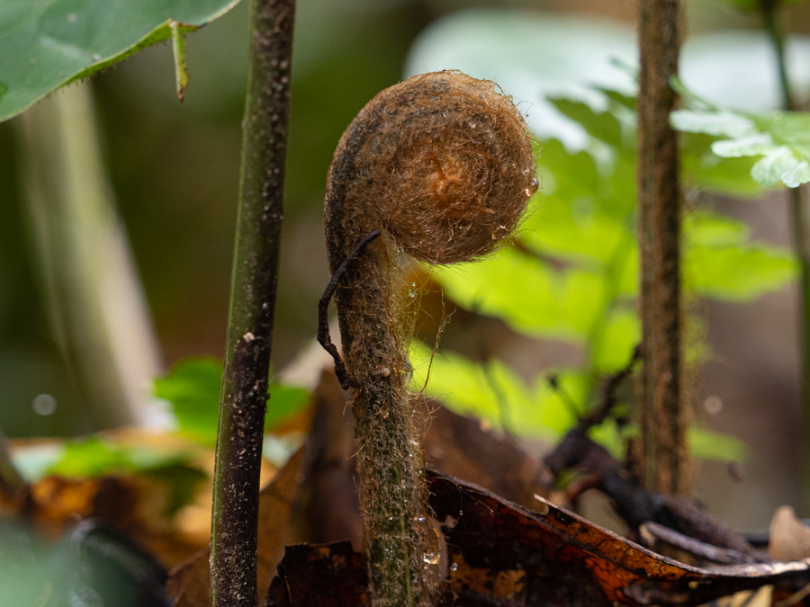 Fern - Amazon Basin, Ecuador