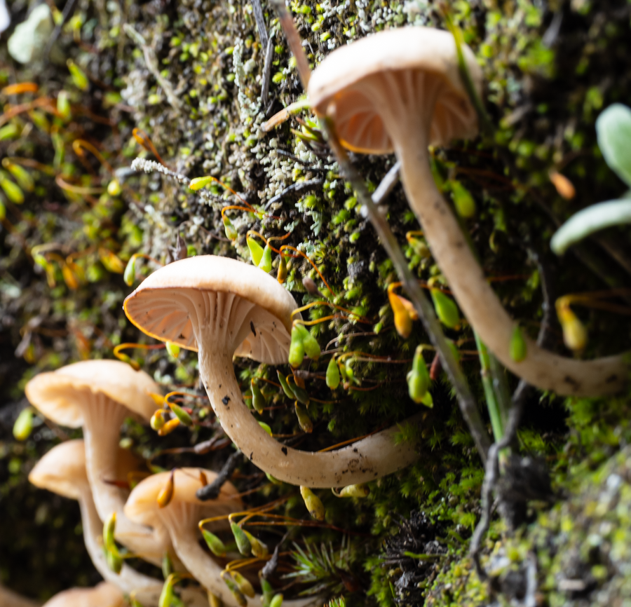 Mushrooms - Laguna Cuicocha, Ecuador