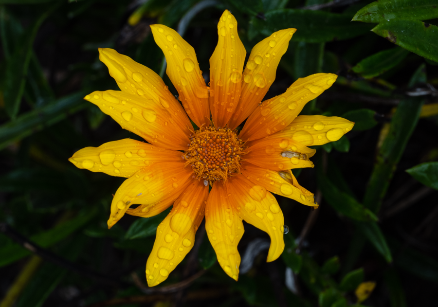 Mexican Sunflower - Cotacachi, Ecuador