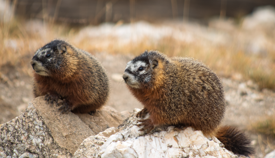 Marmot - Grand Teton Nation Park, Wyoming