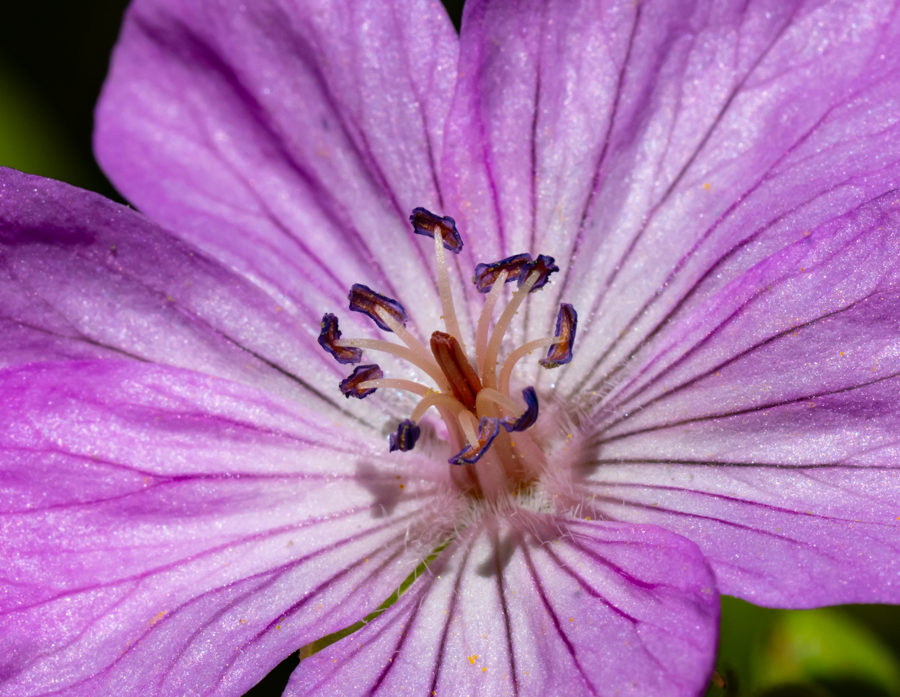 Geranium  Sanguineum - Teton County, Idaho