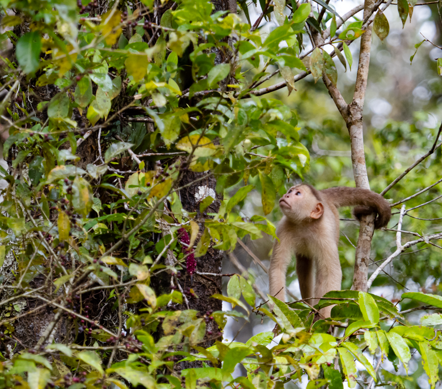 Capuchin Monkey - Amazon Basin, Ecuador