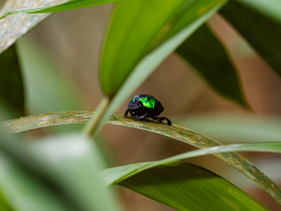 Iridescent Green Scarab - Amazon Basin, Ecuador
