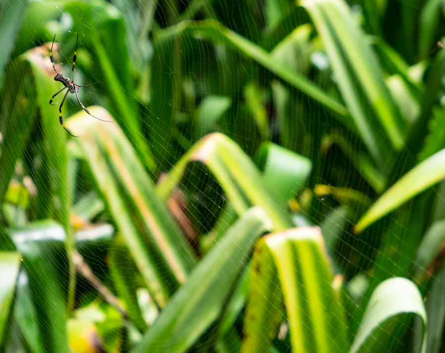 Banana Spider - Eleuthera, Bahamas