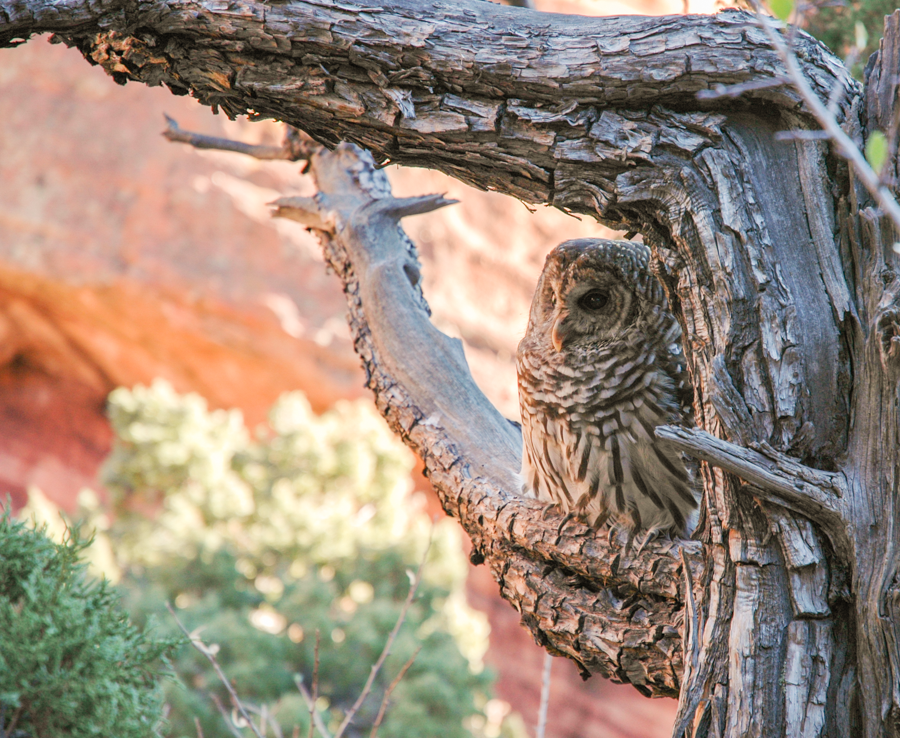 Barred Owl - Red Rocks, Colorado