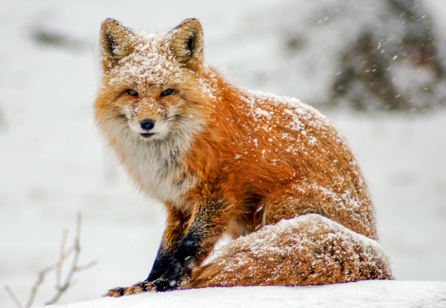 Red Fox - Evergreen, Colorado