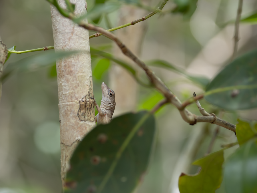 Lizard - Eleuthera, Bahamas