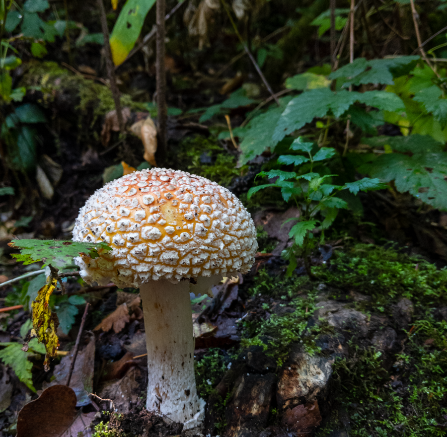 Fly Agaric Mushroom - Everett, Washington