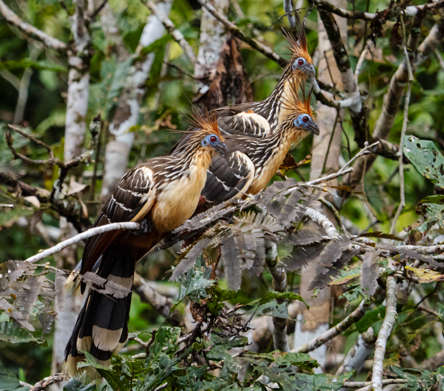 Hoatzin - Amazon Basin, Ecuador