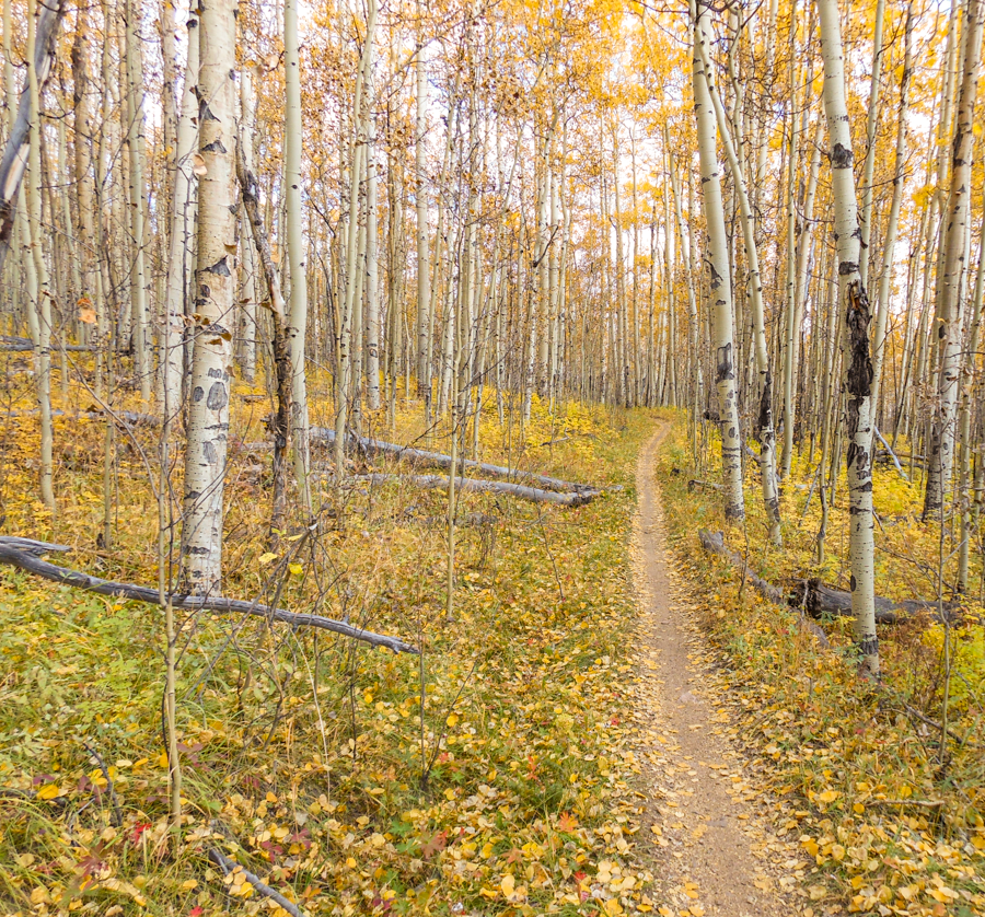 Trail though the aspens - Kenosha Pass, Colorado