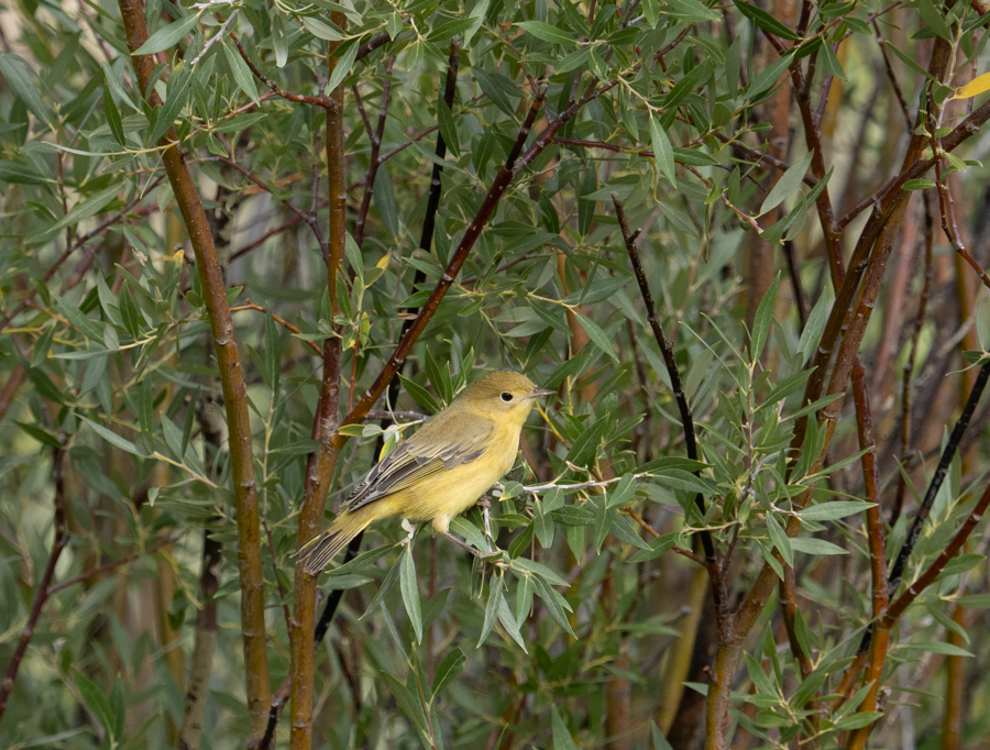 Yellow Warbler Bird - Green River, Wyoming
