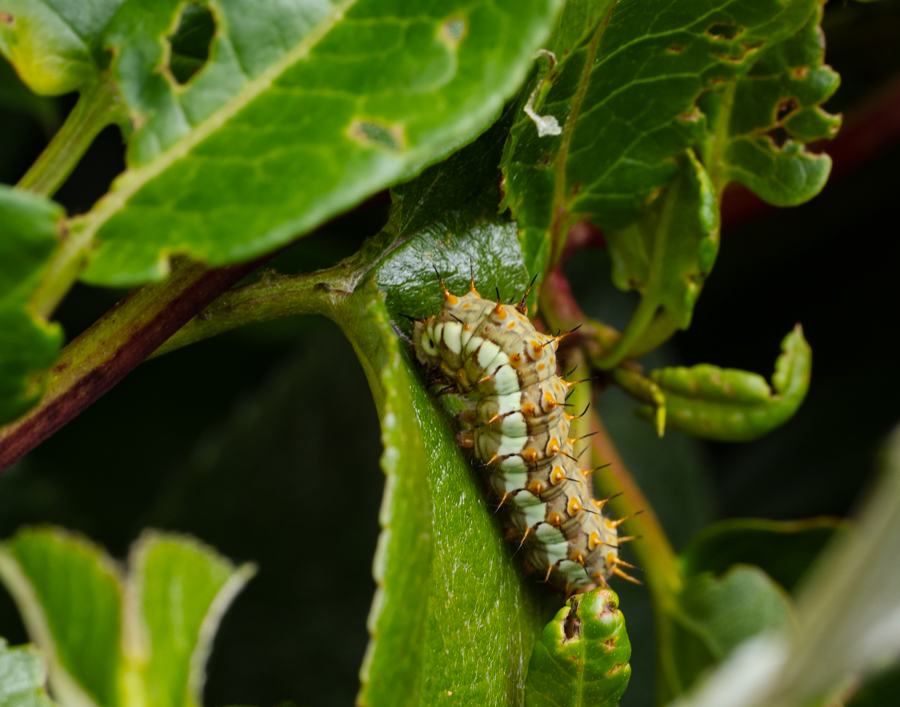 Mexican Silverspot Caterpiller - Laguna Cuicocha, Ecaudor