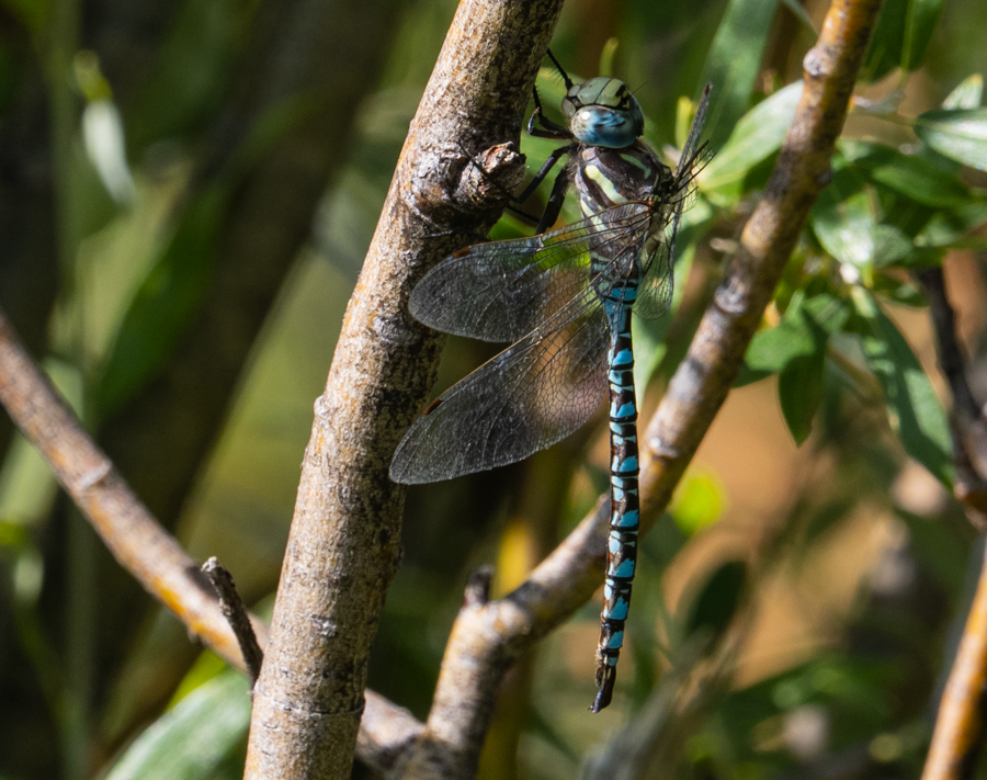 Lance-Tipped Darner - Green River, Wyoming