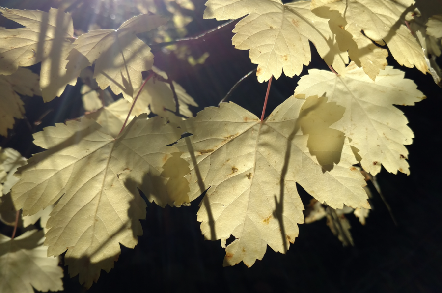 Sunlight and Shadows - Jackson, Wyoming