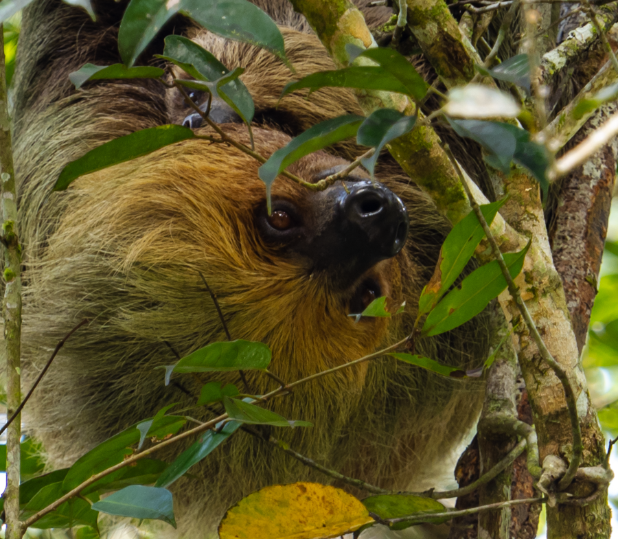 Mama & Baby Sloth - Amazon Basin, Ecuador