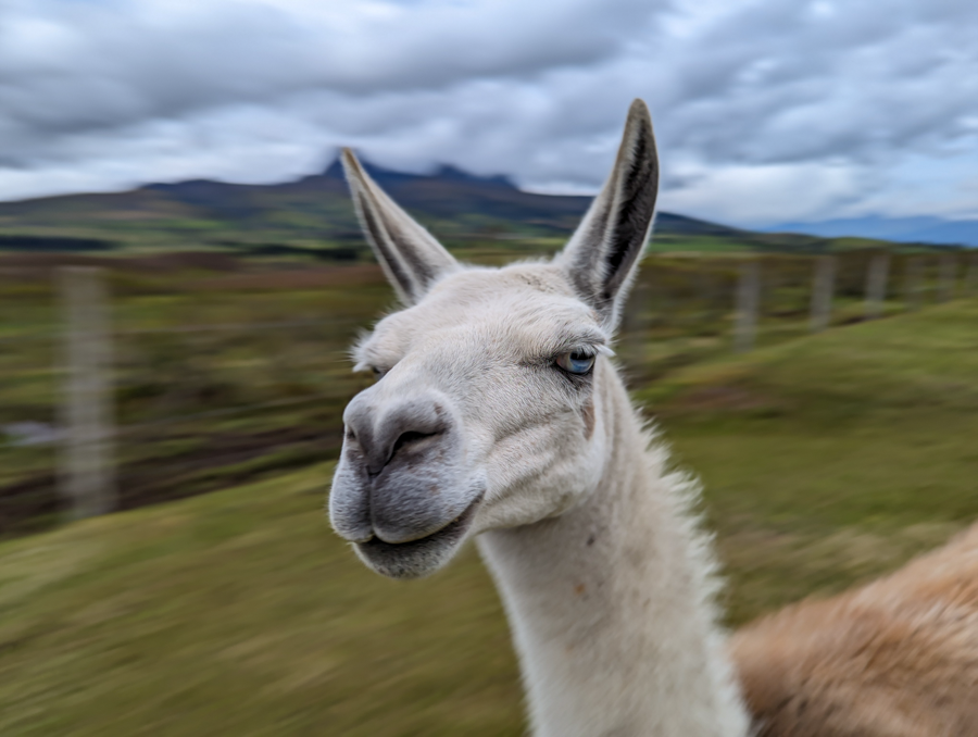 Crazy Llama