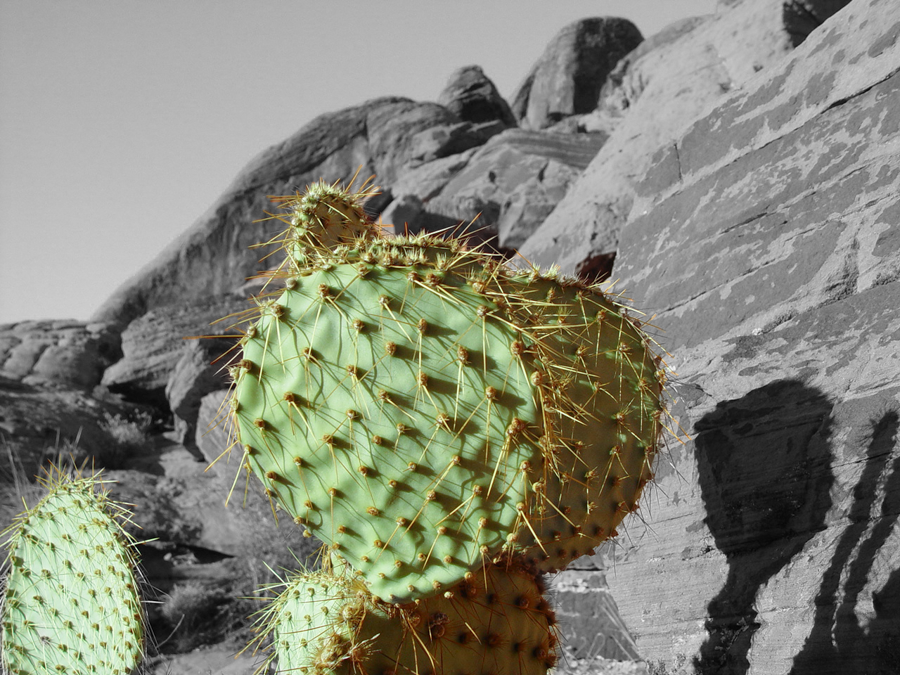Prickly Pear Cactus - Red Rocks, Nevada