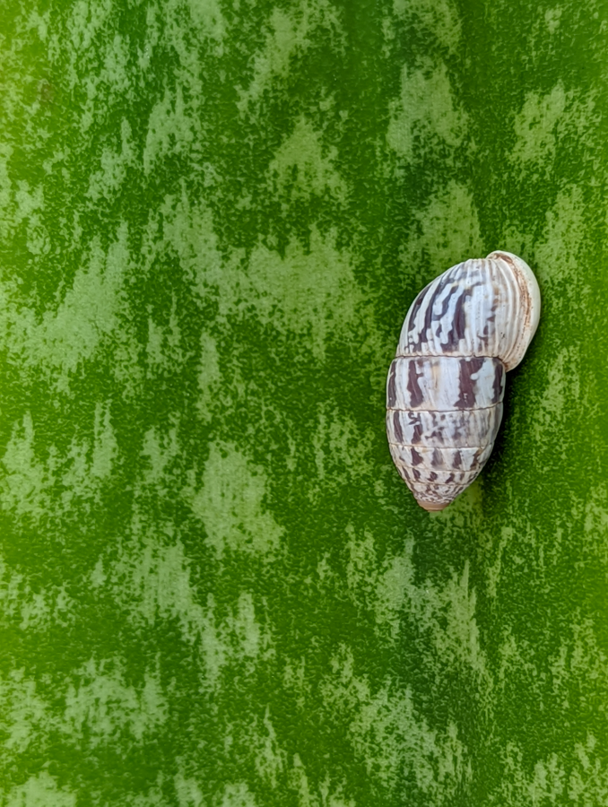 Peanut Snail - Eleuthera, Bahamas