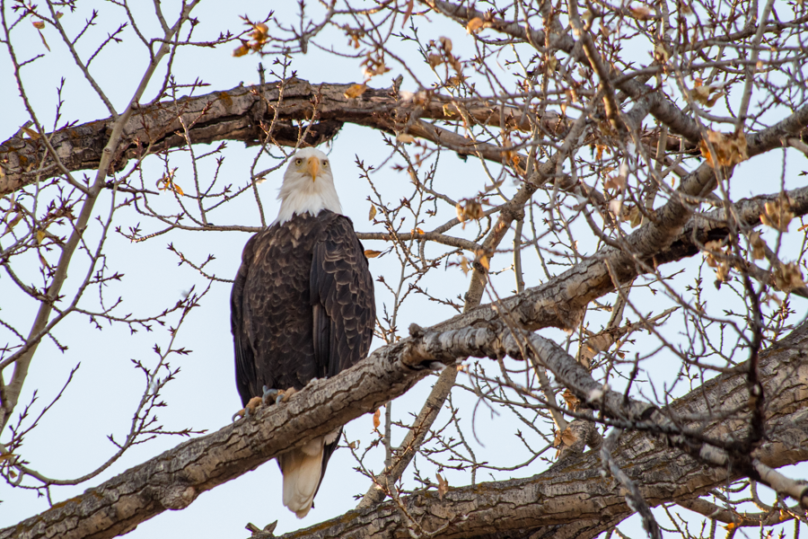 Bald Eagle - Jackson, Wyoming