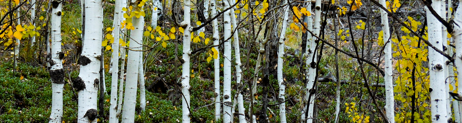Aspen Grove - Buffalo Creek, Colorado