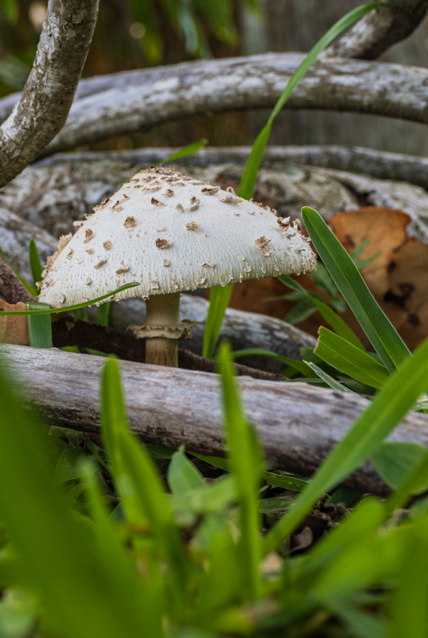 Shaggy Parasol Mushroom - Everett, Washington